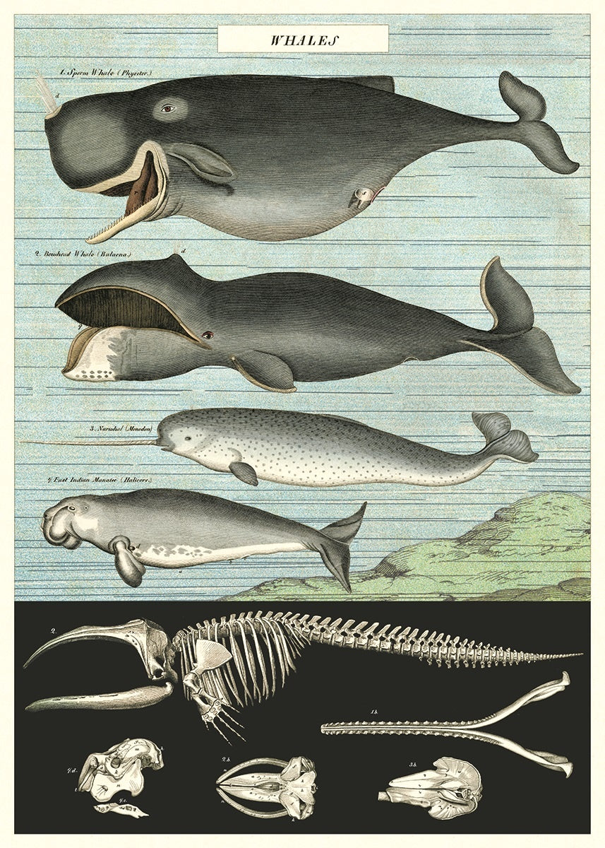 Vintage Schoolposter Whales Chart - cadeau van Kado in Huis