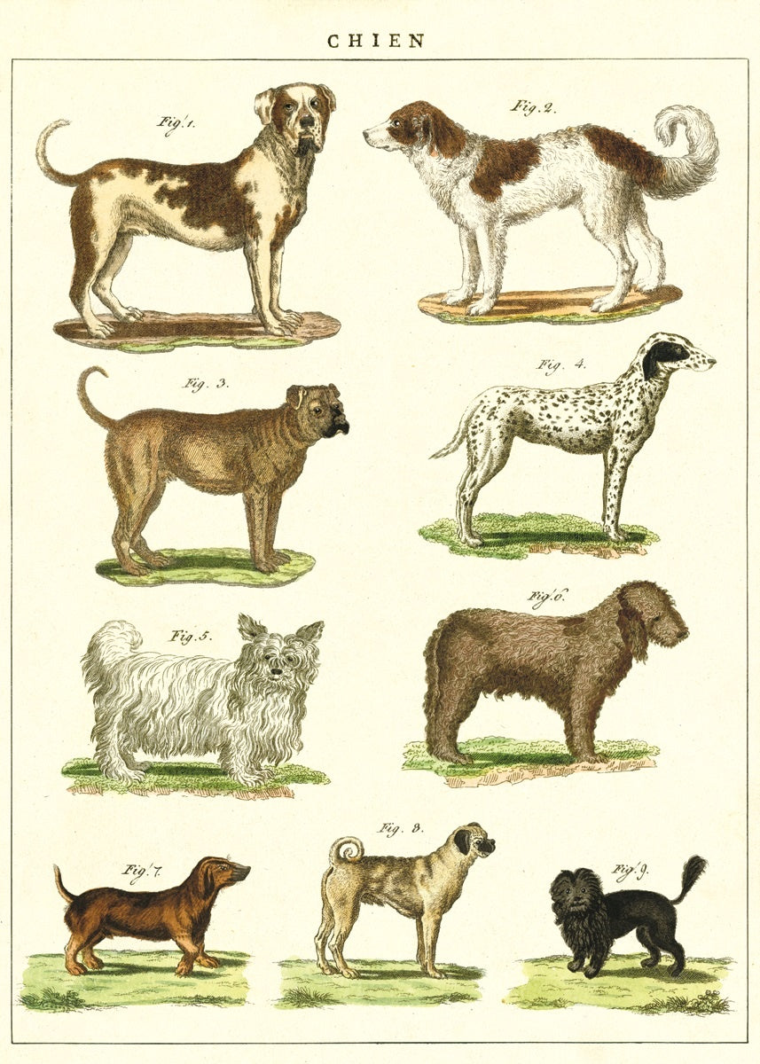 Vintage Schoolposter Dogs Chart - cadeau van Kado in Huis