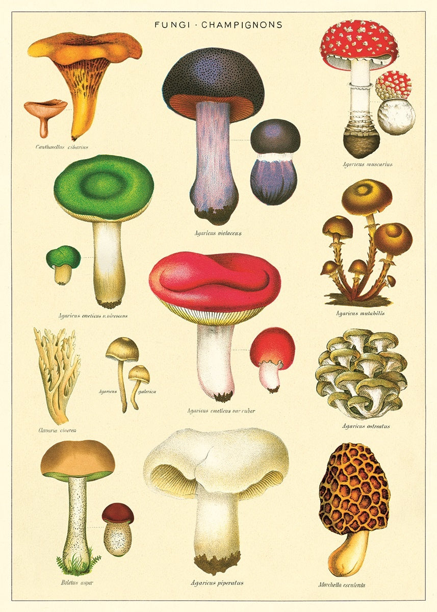 Vintage Schoolposter Mushrooms - cadeau van Kado in Huis