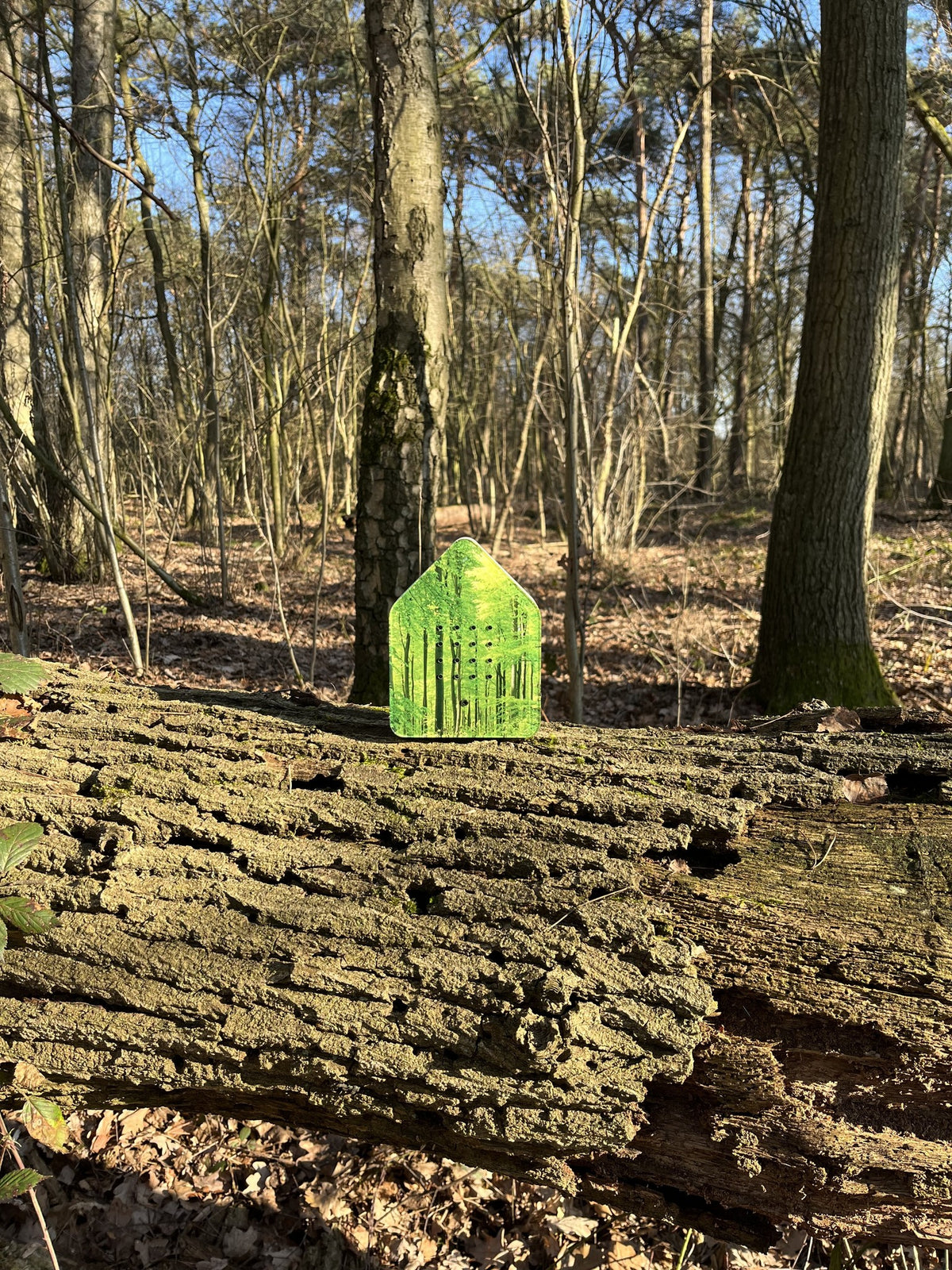 Zwitscherbox Forest - detailfoto 3