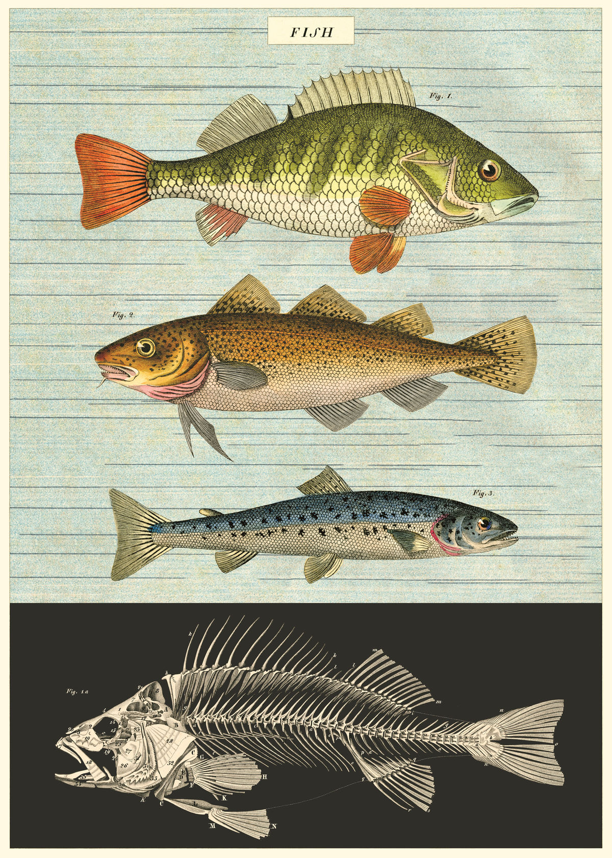 Vintage Schoolposter Fish - cadeau van Kado in Huis