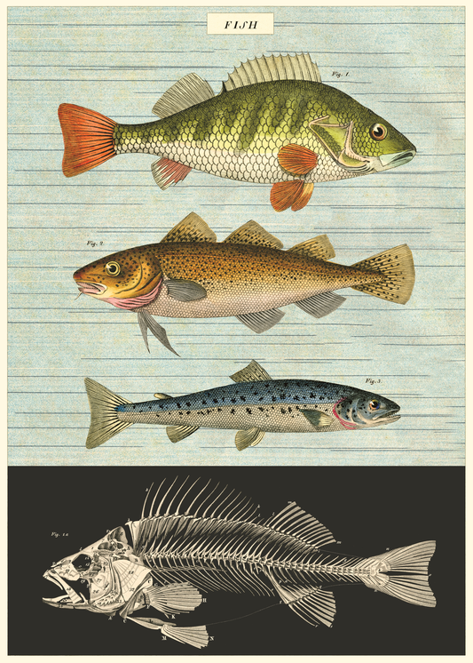 Vintage Schoolposter Fish - cadeau van Kado in Huis