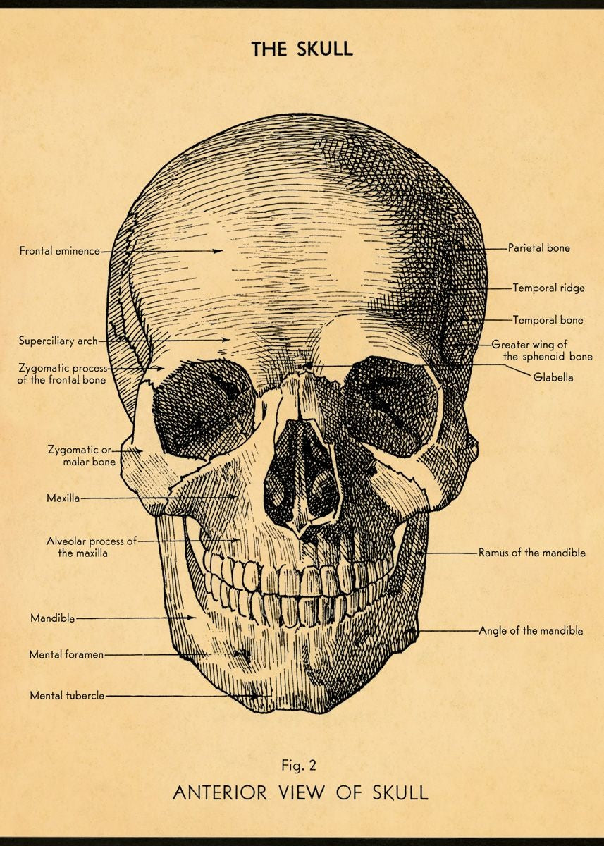 Vintage Schoolposter The Skull - cadeau van Kado in Huis