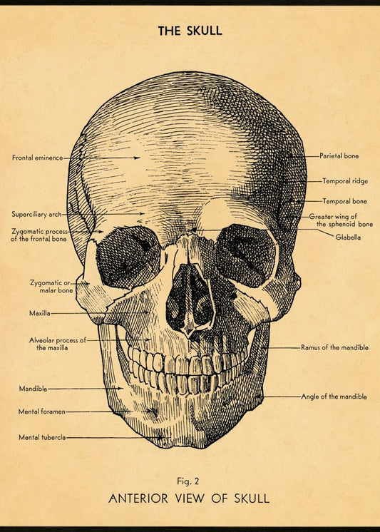 Vintage Schoolposter The Skull - cadeau van Kado in Huis