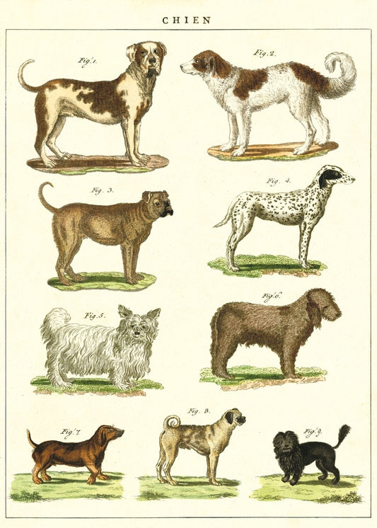 Vintage Schoolposter Dogs Chart - cadeau van Kado in Huis