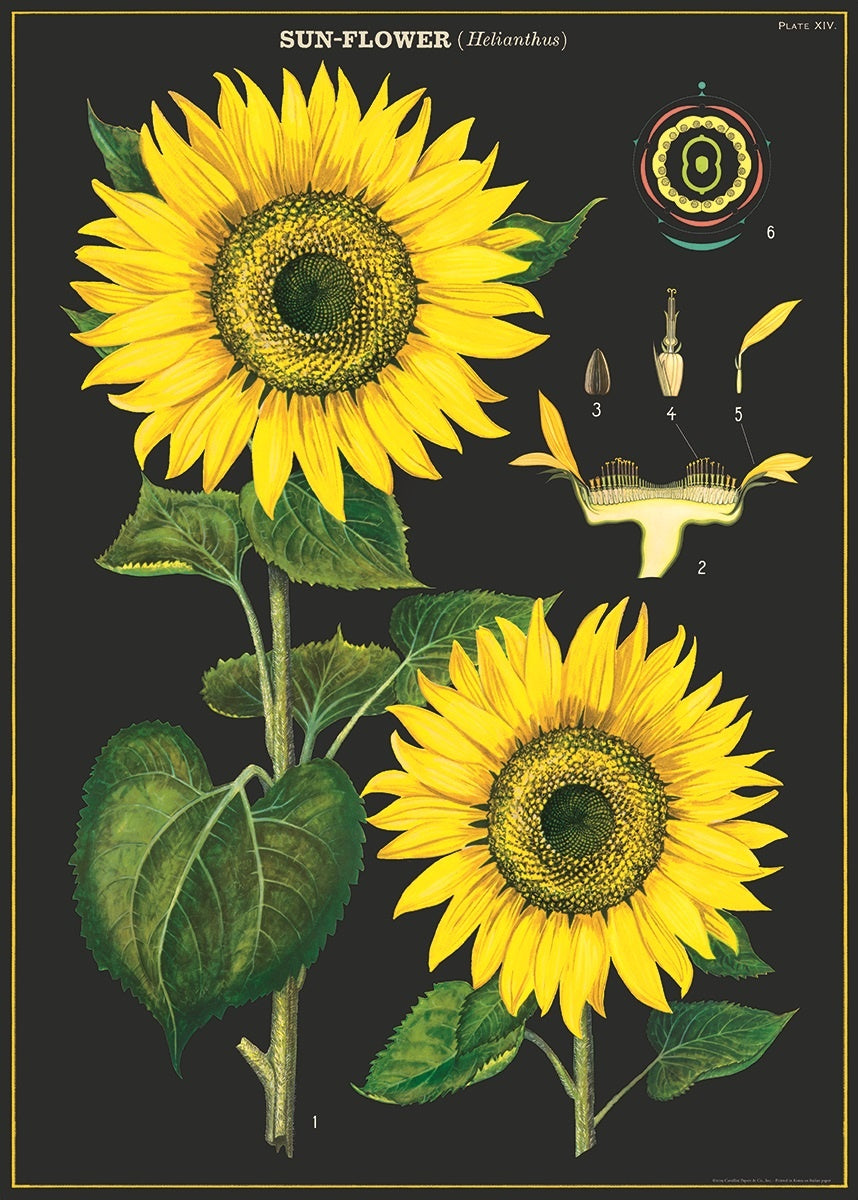 Vintage Schoolposter Sun Flower - cadeau van Kado in Huis