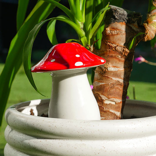 waterdruppelaar planten paddestoel - cadeau van Kado in Huis