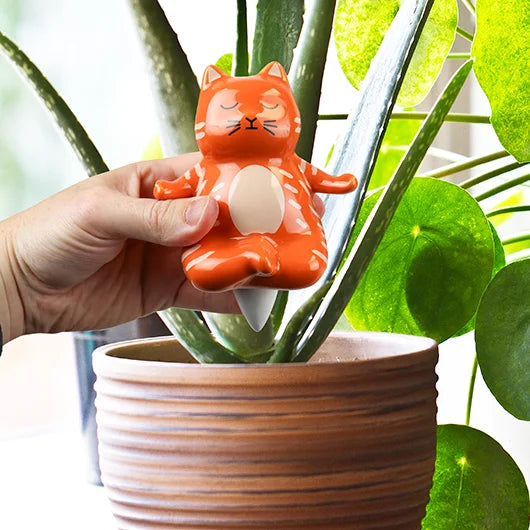 waterdruppelaar planten Yoga kat - cadeau van Kado in Huis